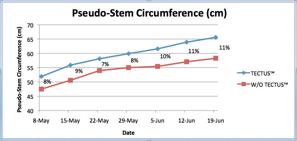 tectus-pseudo-stem-circumference-en.jpg